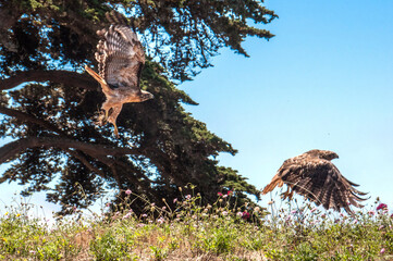 Close Up Shot of Two Hawks Fighting for Mouse Flying Along California Coast