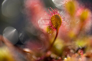 English sundew looking like extraterrestrial life, with colorful bokeh