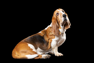 Full length portrait of basset dog isolated on black background