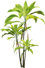 Side view of garden plant - Cordyline fruticosa