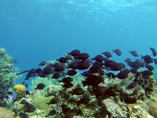 Fototapeta na wymiar School of black fish on the reef, off the coast of Utila, Honduras