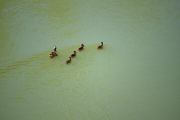 Ducks swimming in the Guadalquivir river, Cordoba (spain)