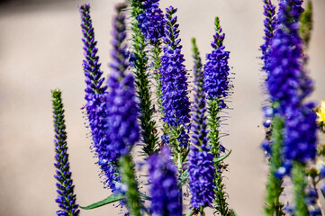 Purple Garden Flowers in California - Macro
