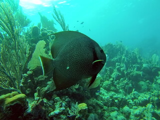 Naklejka na ściany i meble French angelfish (Pomacanthus paru) off the coast of Utila, Honduras