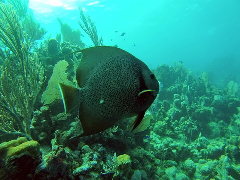 French angelfish (Pomacanthus paru) off the coast of Utila, Honduras