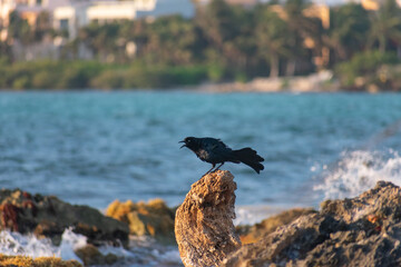 Black Bird