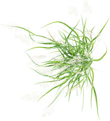 Top view of wild grass