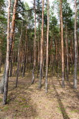 A light-filled pine forest by the sea