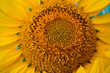 Sunflower flower close-up. Background of a sunflower flower.