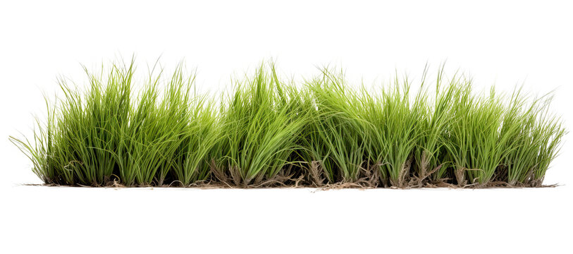 tussock of grass on transparent background, png