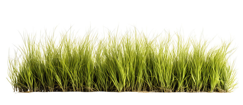tussock of grass on transparent background, png