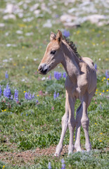 Fototapeta premium Cute Wild Horse Foal in Summer in the Pryor Mountains Montana