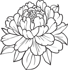 Sketch of outline peony flower coloring book hand drew vector illustration artistically engraved ink art blossom peony flowers isolated on white background clip art.
