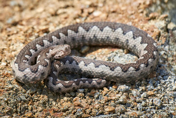 Nose-Horned Viper male in natural habitat (Vipera ammodytes)