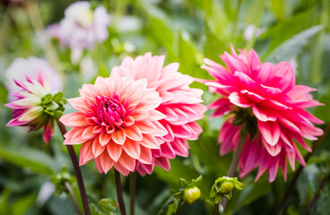 Dahlias In The Walled Gardens Of Rousham House Gardens, Oxfordshire