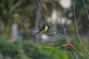 Western King Bird