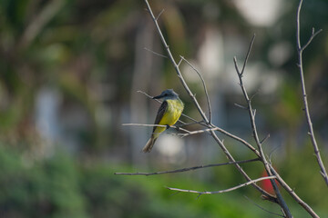 Western King Bird