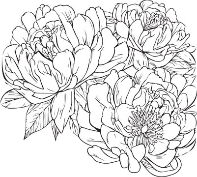 Peony flower bouquet zen doodle art, flowers colorings page, and books, a sketch of outline vector graphic hand drawn illustration isolated on white background.
