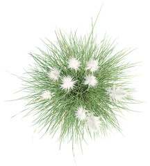 Obraz premium Top view of pampas grass