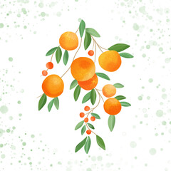 Appetizing juicy and ripe oranges. Summer illustration