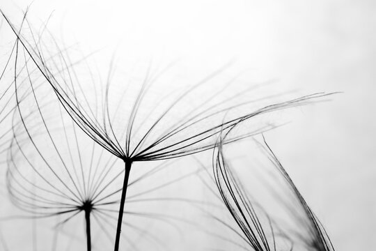 Abstract black and white dandelion background. Macro image of dandelion seed heads with lace-like patterns. Soft focus dandelion - Powered by Adobe