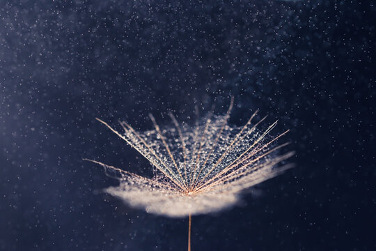 Dandelion seed with waterdrops on dark background with flying raindrops. Soft selective focus artistic image of nature.