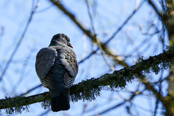 European stock dove, columba oenas, in a natural habitat on a lichen tree branch in the forest