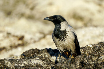 Hooded crow, Corvus cornix, grey crow, beautiful profile portrait on Baltic sandy seashore