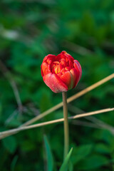 Lonely tulip with dew drops