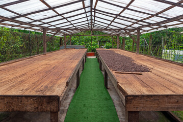 Drying tables in the shade with fine aroma Arriba Nacional cacao (Theobroma cacao) beans, Esmeraldas, Ecuador.