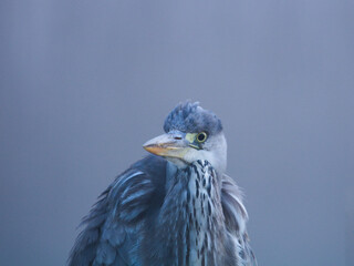 Gray heron. (Ardea cinerea). Gray heron perched on a branch, blue heron from lakes and rivers, wildlife in its natural habitat.
