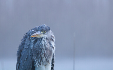 Gray heron. (Ardea cinerea). Gray heron perched on a branch, blue heron from lakes and rivers, wildlife in its natural habitat.