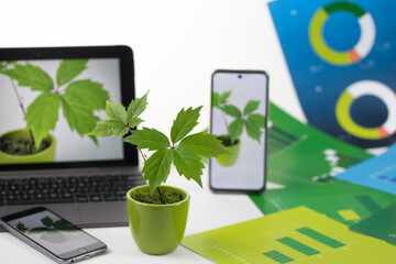 Mała roślina w doniczce obok komputera i smartfonów z rośliną na ekranie wśród zielonych i...
