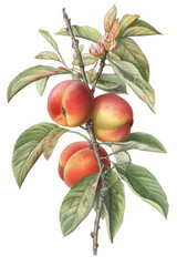 Peach Tree Botanical Illustration