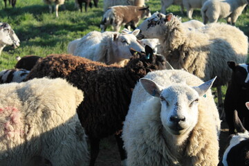 Sheep and lambs In a field in the evening in early spring in the UK