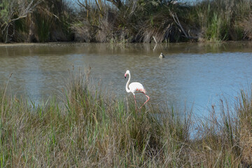 Flamand rose - Camargue - France