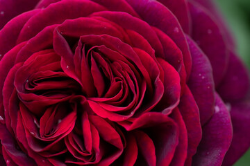 beautiful red-purple (burgundy) rose flower background. extrem macro shot.