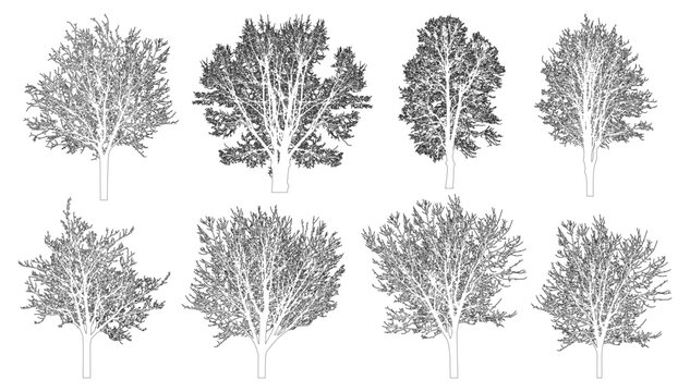 Bare trees contour, set. Beautiful leafless trees.  Vector illustration