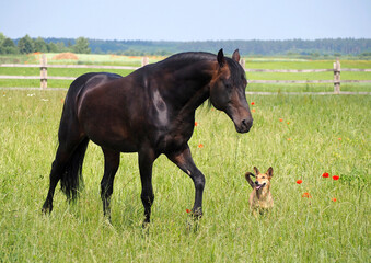 A trotter in the company of his dog friend during a summer pasture vacation