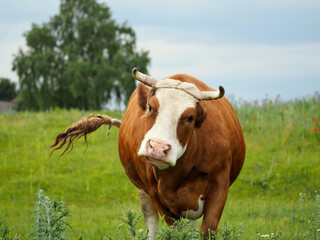 Fat dairy cow on a green meadow