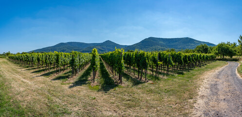 Fototapeta na wymiar Rosheim, France - 06 24 2023: Panoramic view of vine fields along the wine route and Mont Sainte-Odile in background.