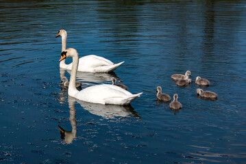 swans family on the lake