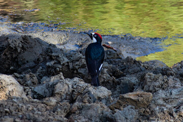 Pájaro carpintero bebiendo agua (Melanerpes formicivorus)