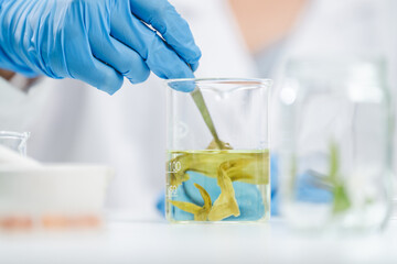 eco skin care beauty products in laboratory development concept, Natural drug research with organic plants and scientific extraction in glassware, Alternative green herb medicine for body health care