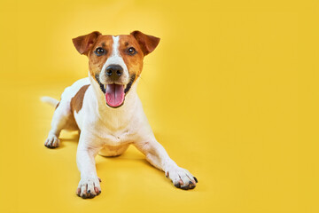 Happy dog lying on bright trendy yellow background