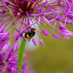 Bumblebee in allium giganteum