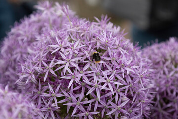 Bumblebee in allium giganteum - obrazy, fototapety, plakaty