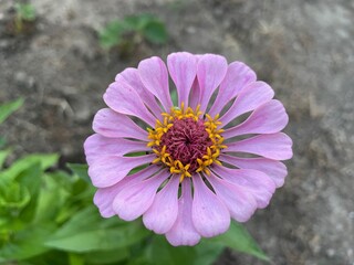 pink and purple flower