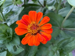 orange flower with leaves