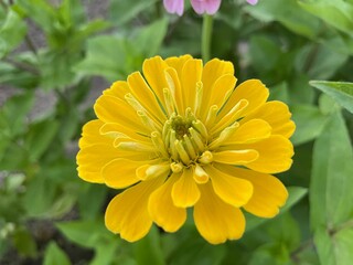 yellow dahlia flower